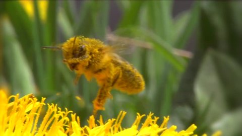 Honey bee on dandelion flower working. Super slow motion video footage. High speed camera shot. Full hd 1920x1080