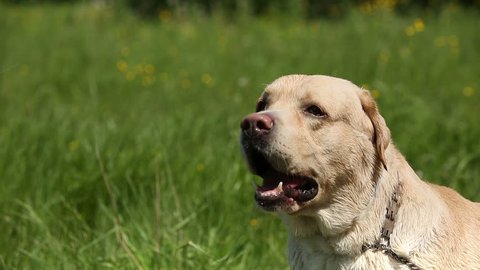 Dog of breed labrador retriever on the lawn barks loudly include voice. Stock Video