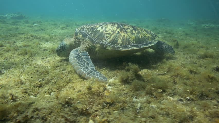 green sea turtle feeding underwater on Stock Footage Video (100% ...