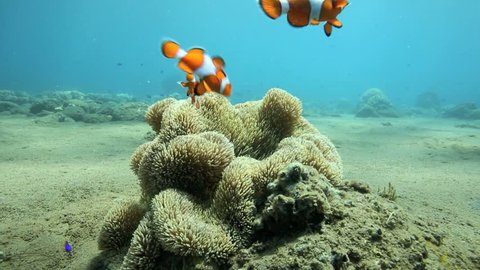Bright orange anemonefish or clownfish sheltering in anemone underwater off the coast of Negros Island, Philippines