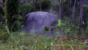 funny elephant in the jungle sprinkles ground yourself