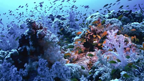 underwater shot of teaming coral reef, full of soft corals and fishes, static shot, filmed in the Red Sea, Sudan