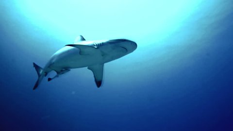 underwater shot of Grey Reef Shark, close encounter, turns away, sun and surface in background, shot in the Red Sea, Sudan