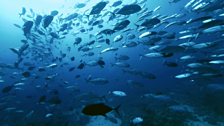 giant school of fish tropical reef, shot in the Red Sea, Sudan
underwater shot, total shot Royalty-Free Stock Footage #6424739