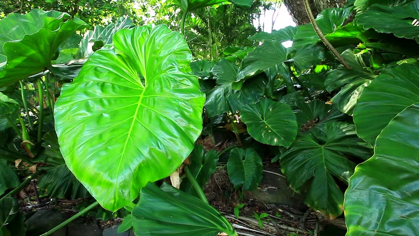 Tropical forest in the Waimea Falls Park on Oahu, Hawaii
