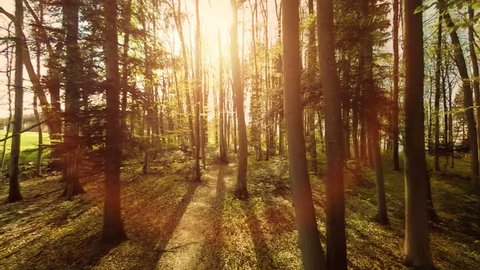 forest trees. flying trough forest. tree woods. trees silhouette. sun flare sunset. nature background