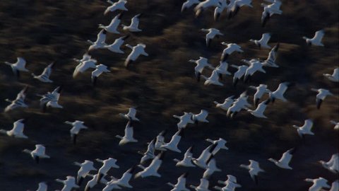 Coastal Wetlands Bird Flock Flying. Aerial shot of a coastal region that meets the ocean. Thousands of birds are seen flying over the wetlands.