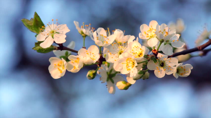 A Sunlit Cherry Blossom Twig Stock Footage Video 100 Royalty Free 6434156 Shutterstock