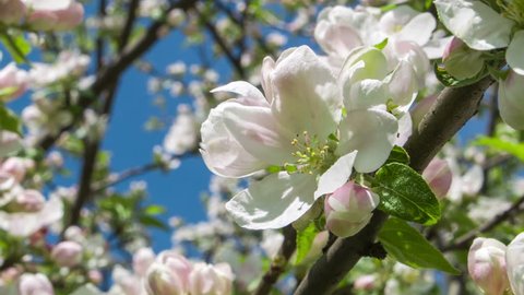 White Orchid Tree White Bauhinia Stock Footage Video 100 Royalty Free Shutterstock White Orchid Tree White Bauhinia Stock Footage Video 100 Royalty Free Shutterstock
