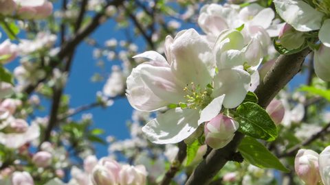 White Orchid Tree White Bauhinia Stock Footage Video 100 Royalty Free Shutterstock