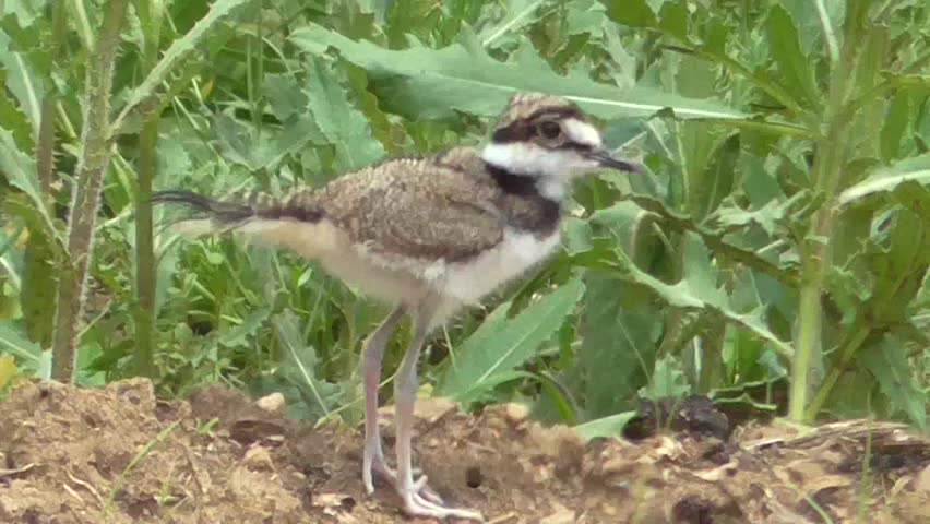Baby Killdeer (Charadrius vociferus) looking for food among grass and wild flowers