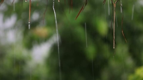 HD: Shot of raining during monsoon in Asia. Close up of rain dripping down a hay roof.