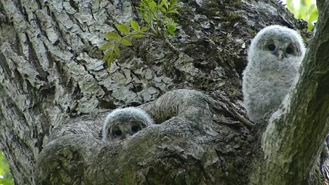 Owl Cute Face 27 Shooting Video De Stock 100 Libre De Droit Shutterstock Owl Cute Face 27 Shooting Video De Stock 100 Libre De Droit Shutterstock