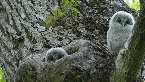 Owl Cute Face 27 Shooting Video De Stock 100 Libre De Droit Shutterstock