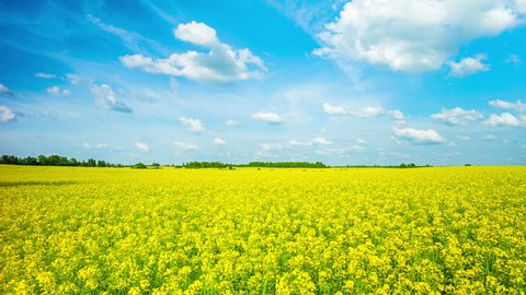 blooming canola field, panoramic 4k time-lapse
