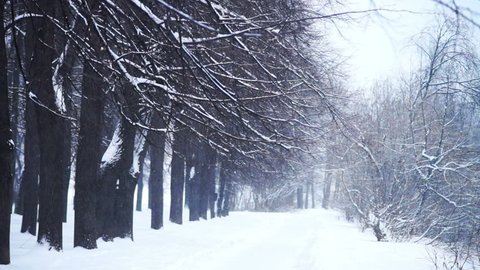 Winter view at city park and trees covered with snow