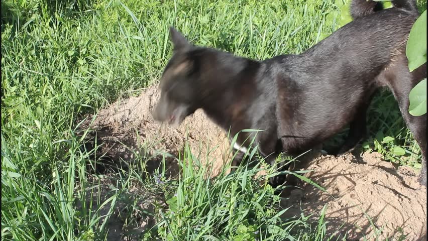 Dog digs a hole 
Natural instinct of the dog - to create conditions for life itself. 
