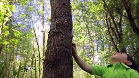 Little Asian Boy Touches Tree, Then Looks Up In Wonder At How Tall It Is