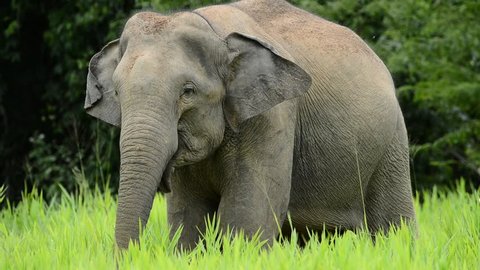 Close up of Asian Elephant 