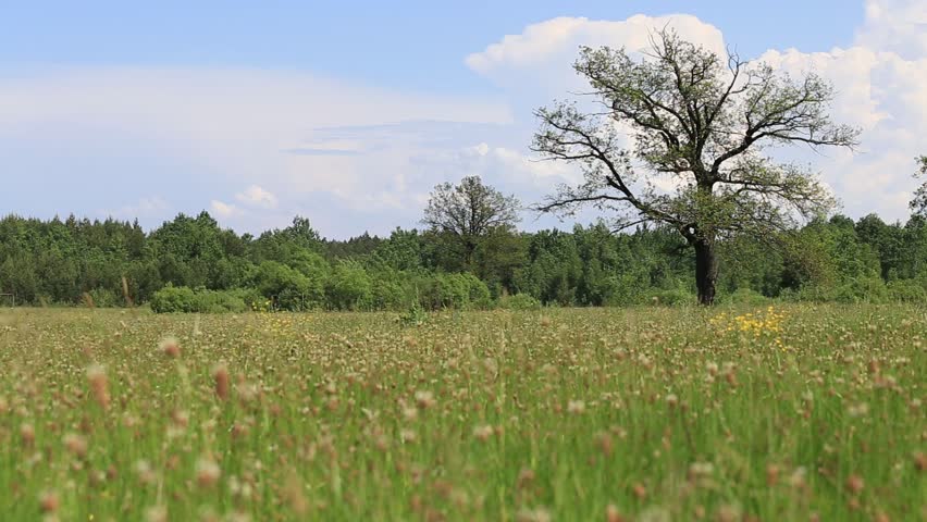 Oak tree on a meadow with grass. Ecology concept panorama with blue sky background . Ukraine 