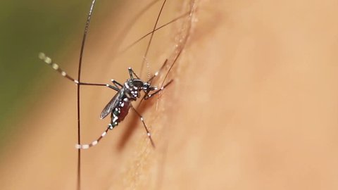 HD Dengue mosquito sucking blood on human skin 