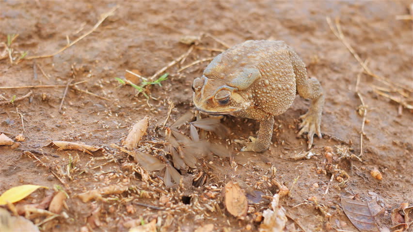 Toad Eats Termite On the Stock Footage Video (100% Royalty-free