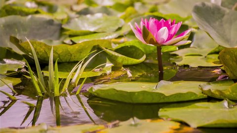 lotus flower on the water lily pond in a park on a horizontal panorama