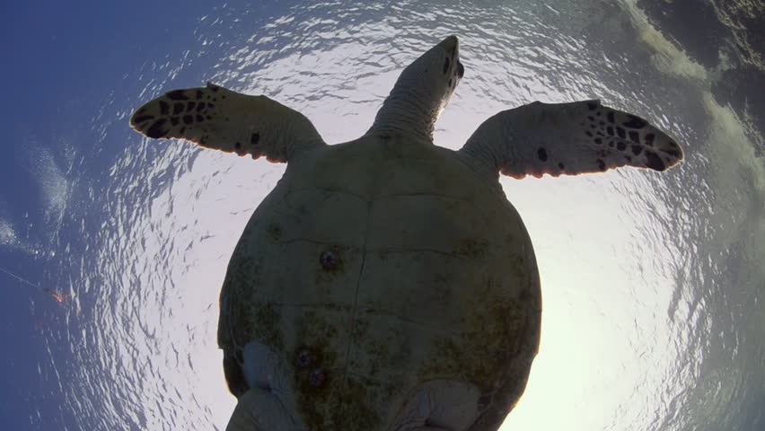 Hawks-bill turtle - below view fisheye view intro