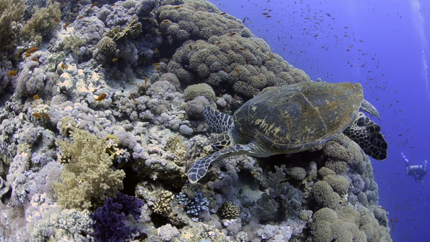 hawksbill turtle coral reef Stock Footage Video (100% Royalty-free ...