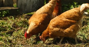 chickens at farm, 4K Ultra HD video