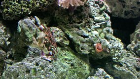 Video of a crab in an ocean coral formation. Brightly colored with great contrast and detail. Natural environment. 