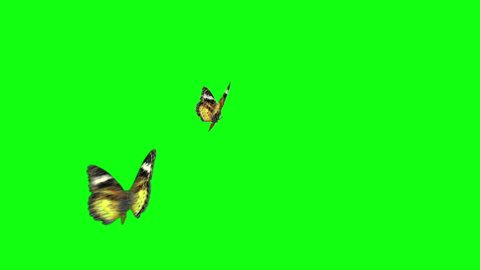 Butterfly Butterflies Butterflies Flock Flying Stock Footage Video 100 Royalty Free 1024465862 Shutterstock