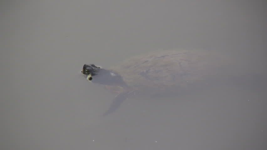 Turtle with Head above Water swims away