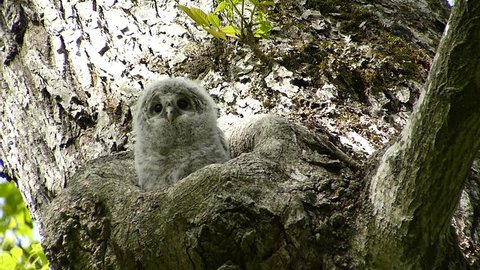 Owl Cute Face 27 Shooting Video De Stock 100 Libre De Droit Shutterstock