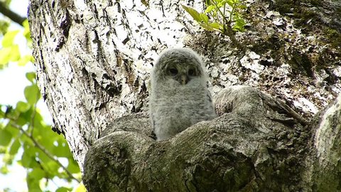 Owl Cute Face 27 Shooting Video De Stock 100 Libre De Droit Shutterstock