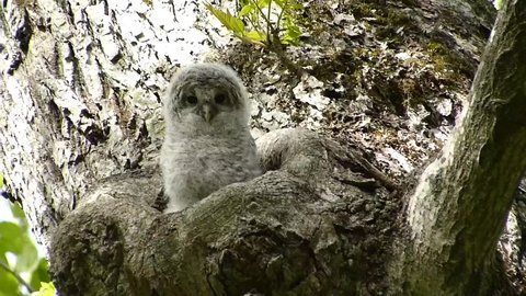 Owl Cute Face 27 Shooting Video De Stock 100 Libre De Droit Shutterstock Owl Cute Face 27 Shooting Video De Stock 100 Libre De Droit Shutterstock