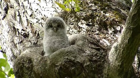 Owl Cute Face 27 Shooting Video De Stock 100 Libre De Droit Shutterstock