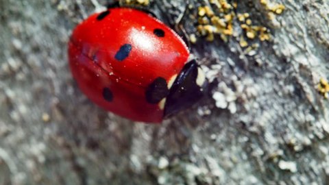 Ladybug crawling on a pine tree