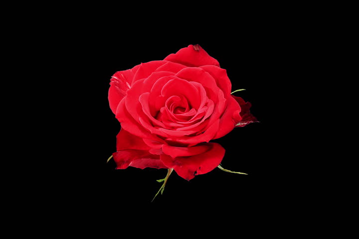 4k. Blooming Red Roses Flower Stock Footage Video (100% Royalty-free ...