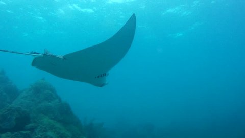 Eagle Ray over coral reef