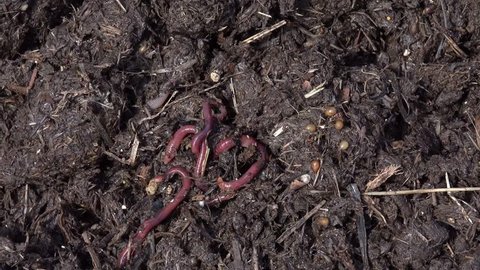 Red worms, Eisenia foetida, dig into a pile of manure to avoid light. To the right of the worms are small oval  yellow egg capsules that will hatch  three to thirty worms each.  4K Ultra Quad  HD.