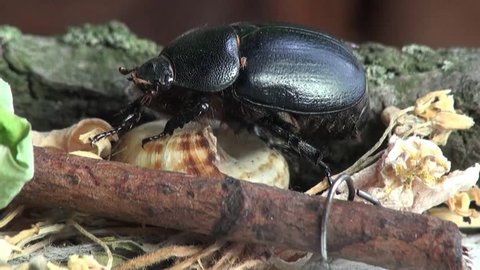 Black beetle bug insect macro