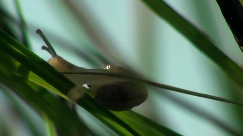Snail creeps web  in forest