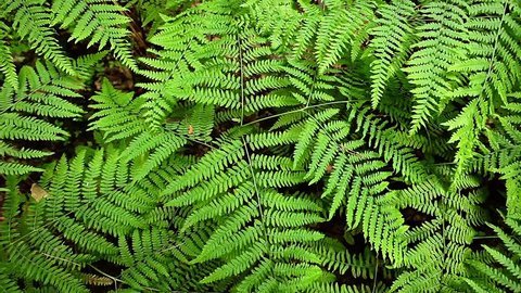 Macro close up of tropical fern