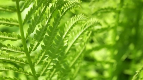 Close-up of new Northern Lady Fern (Athyrium felix-femina) fronds swaying in a gentle breeze. Springtime in Wisconsin, USA. Shot with macro lens.