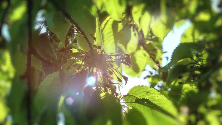 Green leaves natural background - rack focus sunlight lens flares | Shutterstock HD Video #6458138