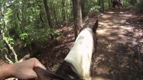 Horseback Riding Point of View on the Forest Trail