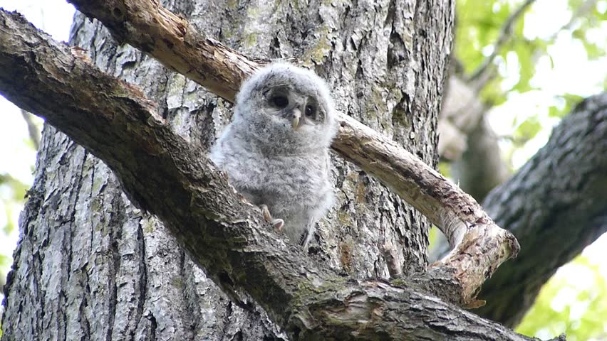 Owl cute face. -52
/date; May 30, 2014. Location: "Shinrinkouen" Hokkaido, Japan / 
Owl chicks that play out of the nest on the day of a refreshing early summer. 
"Ezofukurou" species name. 