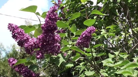 Lilac Against Blue Sky Stock Footage Video (100% Royalty-free) 6460688