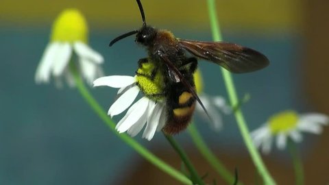 Large wasp hornet macro flower